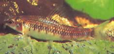 Characidium sp. C. purpuratum (Haracidium sp. В. Purpratum)
