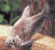 Charax tectifer (Charax Battleship)