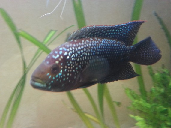 Cichlasoma octofasciatum (Джак Демпси)