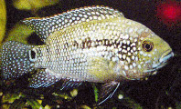Cichlasoma sajica