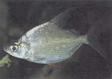 Citharinus citharus Лайна с висок гръб
