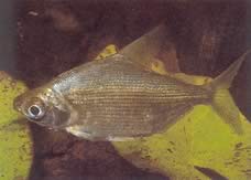 Citharinus congicus Конго Ситарин