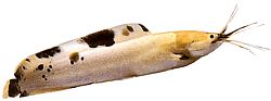 Clarias batrachus