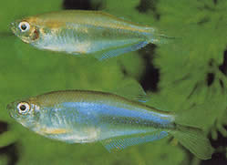 Coelurichthys microlepis (Tetra Crutor с малки везни, Barberos)