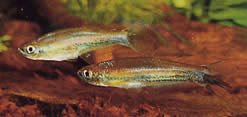 Coelurichthys tenuis Тетра Хелд, Тетра-Барберос