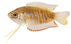 Colisa fasciata Гигантски пакет