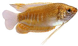 Colisa labiosa Гурами Липу