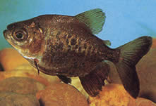 Colossoma macropomum