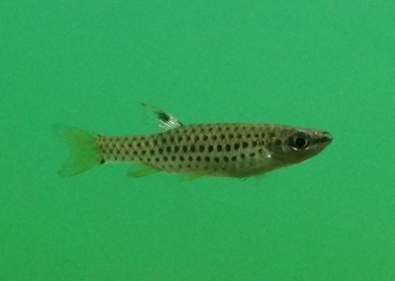 Copella nattereri (Copella Nattereri)