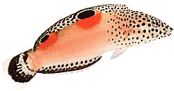 Coris aygula (Оранжеви петна Жирел)