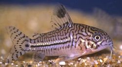 Corydoras trilineatus (Три -ленти Corydoras)