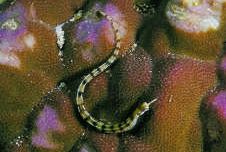 Corythoichthys flavofasciastus Жълта бандафска риба