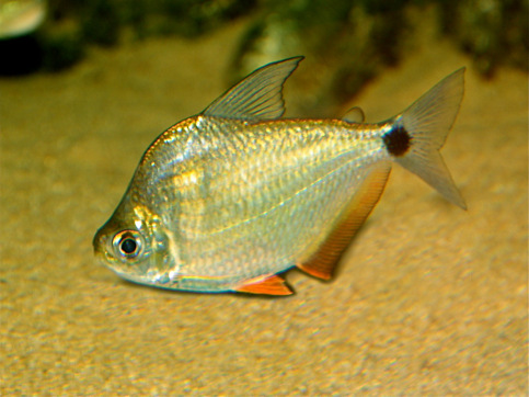 Ctenobrycon spilurus hauxwellianus Характеристики с висок гръб
