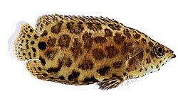 Ctenopoma acutirostre