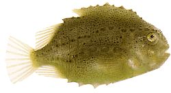 Cyclopterus lumpus Ломпе