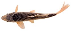 Cyprinus carpio Кои
