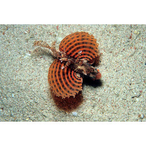 Dendrochirus brachypterus (Джудже)