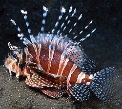 Dendrochirus zebra (Резултат от джуджета)