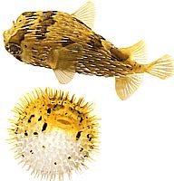 Diodon holocanthus (Thorny вентилатор)