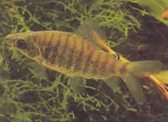 Distichodus fasciolatus (Сив район)