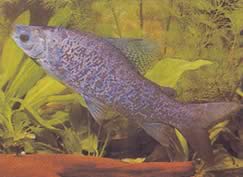 Distichodus notospilus (Дистихнес-шейд)