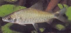 Distichodus rostratus (Distitichodus в Rostre)