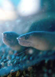 Echidna rhodochilus (Сладководна стена)