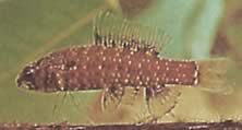Elachocharax georgiae (Джудже тетрагер)