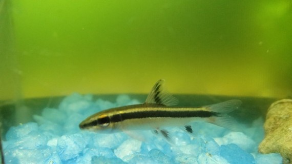 Epalzeorhynchus kallopterus (Красиви перки)