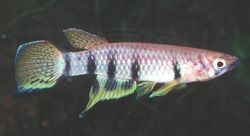 Epiplatys dageti