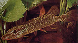 Esox lucius (Европа щука)