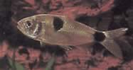 Exodon paradoxus (Tetra-Tiger с две петна)