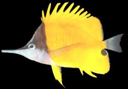 Forcipiger flavissimus (Челмон с дълъг клюн)