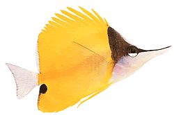 Forcipiger longirostris (Челмон с дълъг клюн)