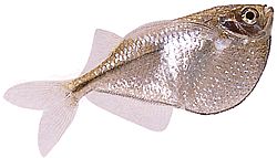 Gasteropelecus sternicla Сребро