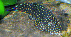 Gastromyzon punctulatus