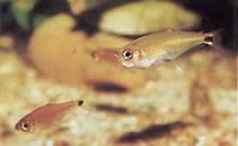 Gnathocharax steindachneri (Ухапване на тетра)