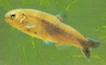 Gymnocharacinus bergi Голият характер на Патагония