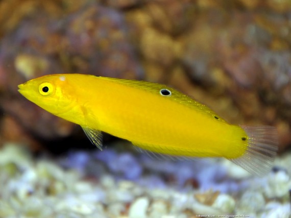 Halichoeres Chrysus (Жълт / лабрена канар)