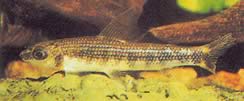 Hemigrammocharax lineostriatus