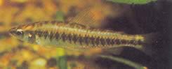 Hemigrammocharax multifasciatus Африкански тетрахета