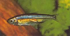 Hemigrammopetersius barnadi (Барнард Тетра)
