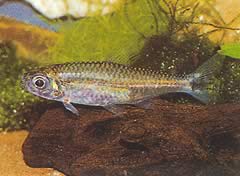 Hemigrammopetersius pulcher (Африканска тетра родена)