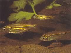Hemigrammopetersius septentrionalis (Северна африкански тетра-Неон)