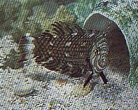 Hemipteronotus taeniourus