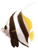 Heniochus acuminatus (Тик)