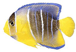 Holacanthus ciliaris (Кралски ангел)