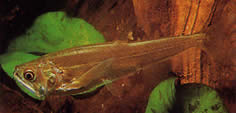 Hydrolycus scomberoides (Tetra-Loup, характеристики)