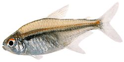 Hyphessobrycon heterorhabdus Белгийски флаг