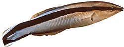 Labroides dimidiatus Общ почистващ препарат